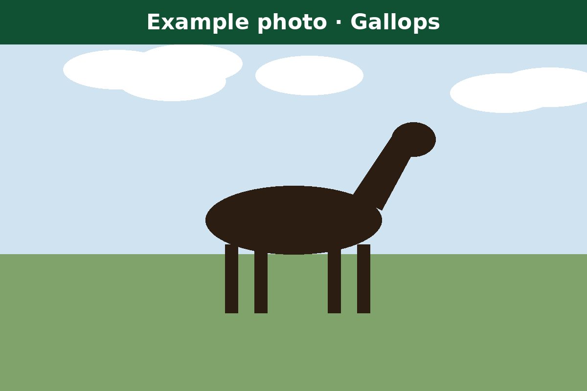 Example photo: a syndicate horse on the gallops